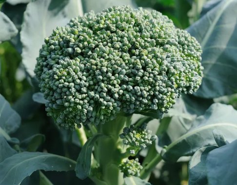 Waltham 29 Broccoli 250 Seeds NON GMO