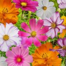 Cosmos Flowers 70 Seed Mix 10 Beautiful Varieties Colorful,