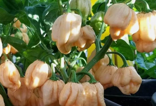 Heirloom 7 Pot Pink Pepper 10 Seeds Many Unusual Varieties