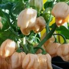 Heirloom 7 Pot Pink Pepper 10 Seeds Many Unusual Varieties