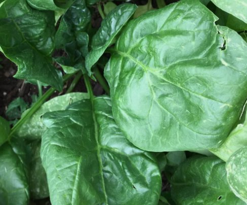 Giant Noble Spinach 75 Seeds Non Gmo Variety Sizes