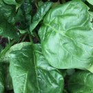 Giant Noble Spinach 75 Seeds Non Gmo Variety Sizes