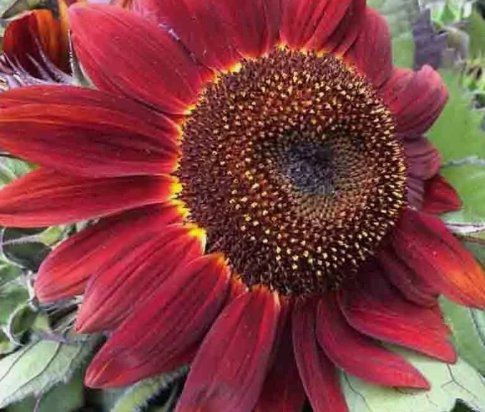 Red Sun Rare Sunflower 75 Seeds Flowers Non Gmo