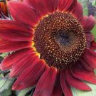 Red Sun Rare Sunflower 75 Seeds Flowers Non Gmo Red Sun Rare Sunflower 75 Seeds Flowers Non Gmo
