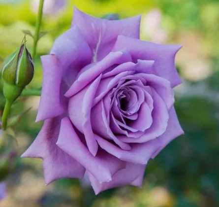 Blue Moon Tea Rose 10 Seeds