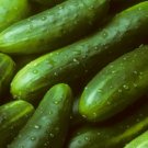 Garden Sweet Cucumber 30 Seeds Burpless Organic Non Gmo