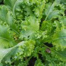 Southern Giant Curled Mustard 250 Seeds Non Gmo