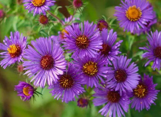 New England Aster Purple Non Gmo 500 Seeds