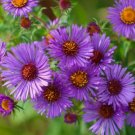 New England Aster Purple Non Gmo 500 Seeds