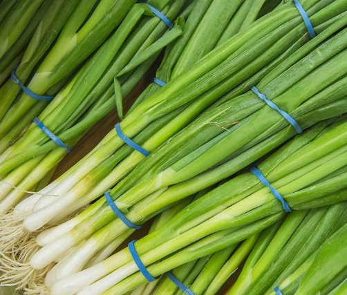 Evergreen White Bunching Onion 250 Seeds Scallions Non Gmo