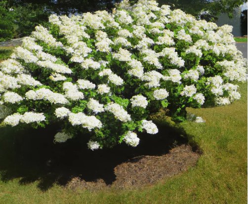 Hydrangea White Flower Bush Hedge Shrub 50 Seeds