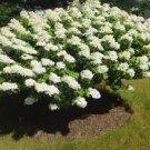 Hydrangea White Flower Bush Hedge Shrub 50 Seeds