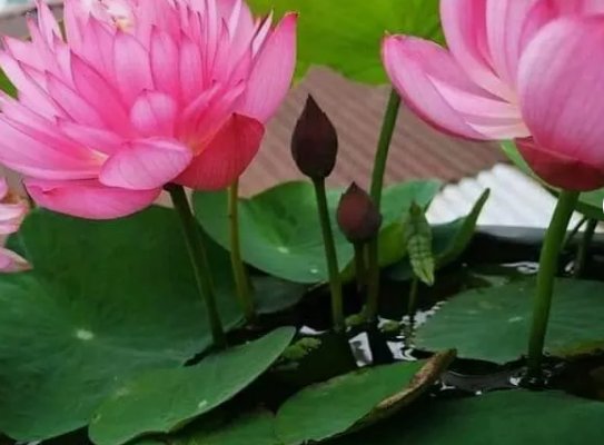 Lotus Flower Water Bonsai Flower Plant Mixed Nymphaea 30 Seeds