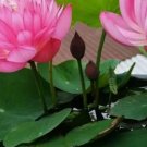 Lotus Flower Water Bonsai Flower Plant Mixed Nymphaea 30 Seeds