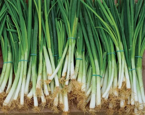 Evergreen Bunching Onion Non Gmo 200 Seeds
