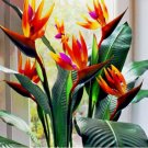 Orange Bird of Paradise  Strelitzia reginae Tropical Crane Flower 5 Seeds