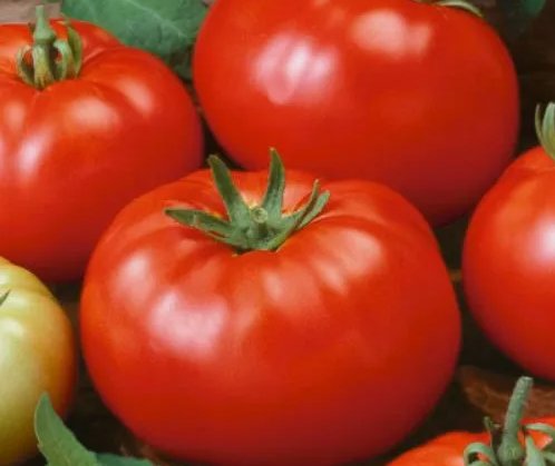 Beefsteak Tomato Heirloom Slicing Non Gmo 50 Seeds
