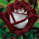 Love In Rose Bush 20 Seeds
