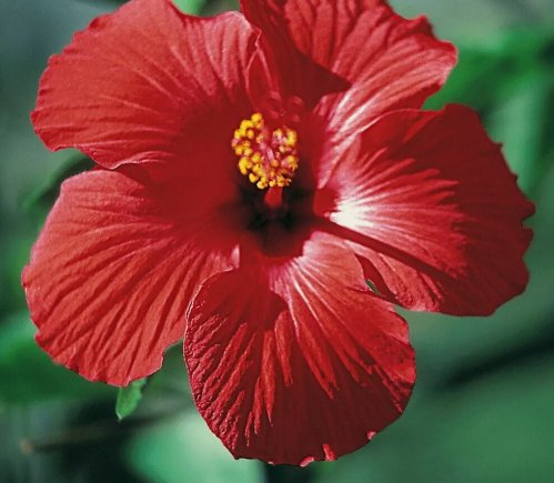 Red/Pink/White Hibiscus Beautiful Hardy Perennials 100 Seeds