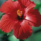 Red/Pink/White Hibiscus Beautiful Hardy Perennials 100 Seeds