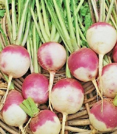 Turnip Purple Top White Globe Non Gmo 2000 Seeds