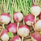 Turnip Purple Top White Globe Non Gmo 2000 Seeds Turnip Purple Top White Globe Non Gmo 2000 Seeds