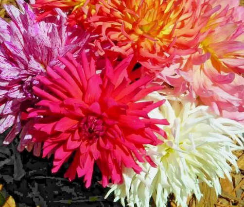 Zinnia Cactus Flower Spring Mix 200 Seeds