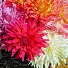 Zinnia Cactus Flower Spring Mix 200 Seeds