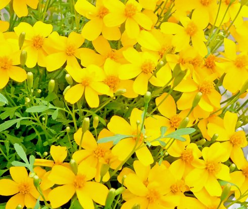 Mexican Mint Mosquito Insect Repellent Marigold Herb Medicinal Non Gmo 20 Seeds