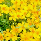 Mexican Mint Mosquito Insect Repellent Marigold Herb Medicinal Non Gmo 20 Seeds