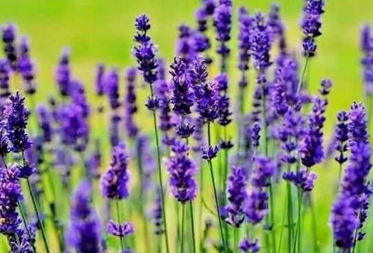 Lavender Vera Autumn Mosquito Insect Repellent Perennial Non Gmo 1200 Seeds