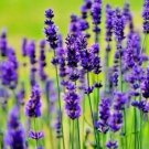 Lavender Vera Autumn Mosquito Insect Repellent Perennial Non Gmo 1200 Seeds