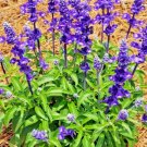Sage Mosquito Repellent Herb 100 Seeds