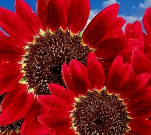 Red Sun Rare Sunflower Flowers Beautiful Tall Cut Non Gmo 75 Seeds