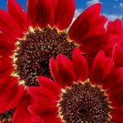 Red Sun Rare Sunflower Flowers Beautiful Tall Cut Non Gmo 75 Seeds