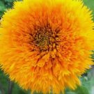 Double Tall Teddy Sunflower Spring Non Gmo 50 Seeds Double Tall Teddy Sunflower Spring Non Gmo 50 Seeds