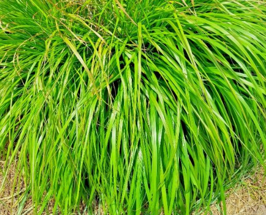 Lemongrass Mosquito Repellent Heirloom Lemon Grass Non Gmo 200 Seeds