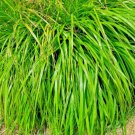 Lemongrass Mosquito Repellent Heirloom Lemon Grass Non Gmo 200 Seeds