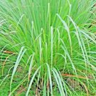 Lemongrass Mosquito Repellent Heirloom Lemon Grass Non Gmo 400 Seeds