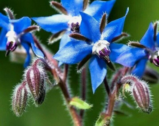 Borage Autumn Herb Garden Pest Repellent Blue Star Flower Non Gmo 200 Seeds