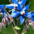Borage Autumn Herb Garden Pest Repellent Blue Star Flower Non Gmo 200 Seeds