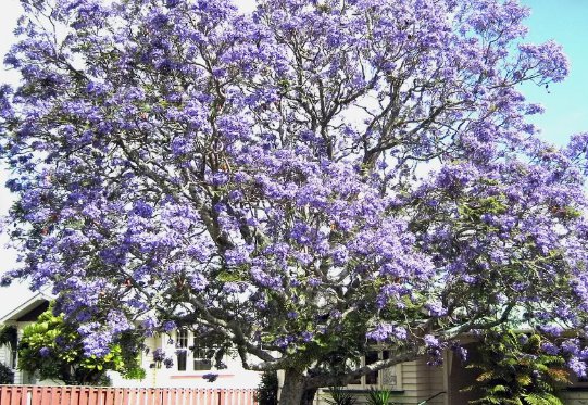 Blue Jacaranda Mimosifolia Fast Growing Perennial Flowering 80 Seeds