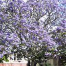 Blue Jacaranda Mimosifolia Fast Growing Perennial Flowering 80 Seeds