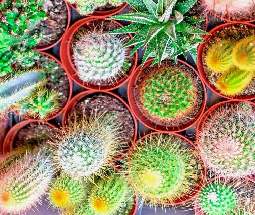 Cactus Mix Cacti Hardy Rare Exotic Flowering Succulents Organic 100 Seeds