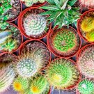 Cactus Mix Cacti Hardy Rare Exotic Flowering Succulents Organic 100 Seeds