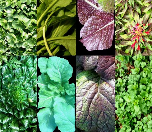 Asian Leafy Mix Spring Microgreens Salad Heirloom Non Gmo&Acirc;&nbsp;1000 Seeds
