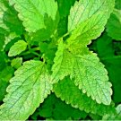 Lemon Balm Citronella Perennial Mosquito Insect Repellent Non Gmo 1500 Seeds