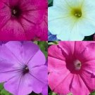 Petunia Hummingbird Mix Butterflies Flowers Container Non Gmo 2000 Seeds
