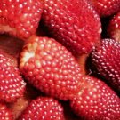 Strawberry Rare Ruby Corn Red Spring Sweet Heirloom Non-Gmo Popcorn 75 Seeds Strawberry Rare Ruby Corn Red Spring Sweet Heirloom Non-Gmo Popcorn 75 Seeds