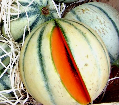 Charentais Melon Fruit Rare French Cantaloupe Sweet Heirloom Non Gmo 20 Seeds